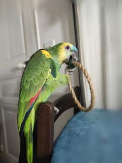 Service oiseaux