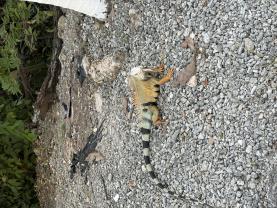 Service reptile