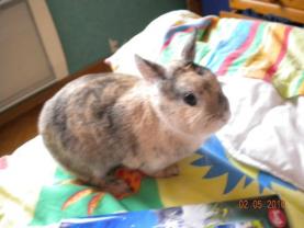 Service garde lapin