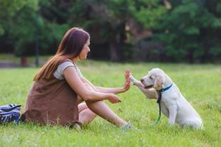 Service promeneur chien