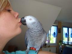 Service oiseaux
