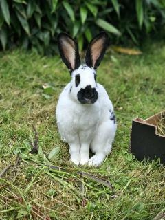 Service garde lapin