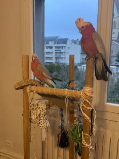 Service oiseaux