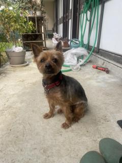 Service toilettage chien