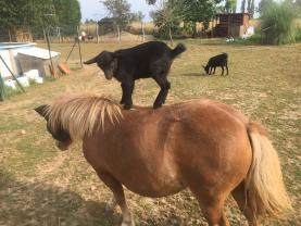 Service garde animaux