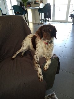 Service chien