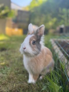 Service garde lapin