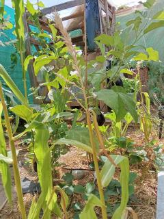 Location jardin potager