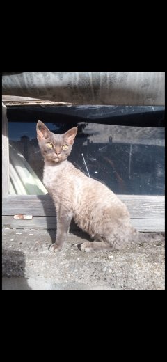 Service garde animaux