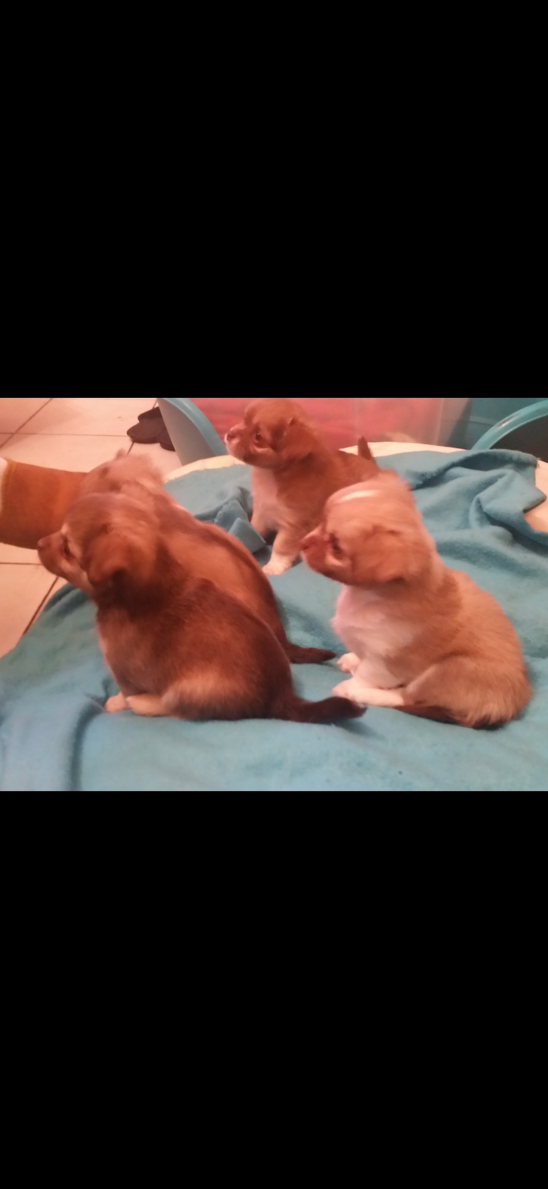 Service garde animaux entre particuliers (88)