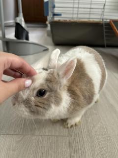 Service garde lapin