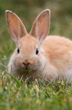 Service garde animaux