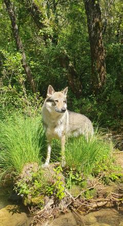 Service garde animaux