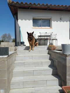 Service chien