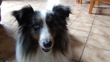 Service chien