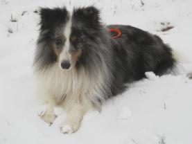 Service chien