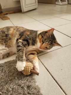 Service garde animaux