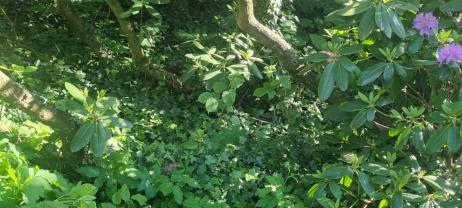 Service entretien jardin
