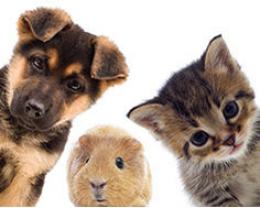 Service garde animaux