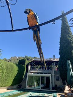 Service oiseaux