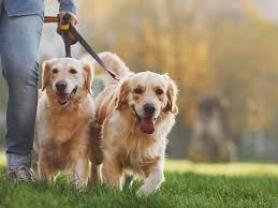 Service promeneur chien