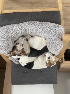 Service chien