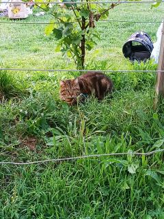 Service garde animaux