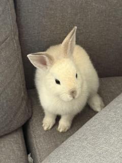 Service garde lapin