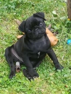 Service chien