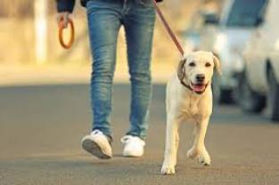 Service promeneur chien