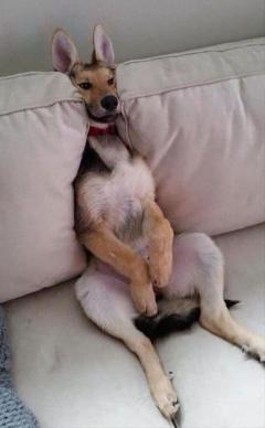 Service chien