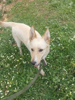 Service promeneur chien