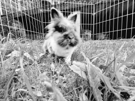 Service garde lapin