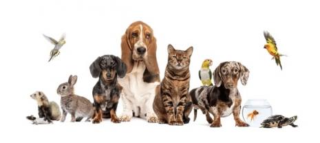 Service garde animaux