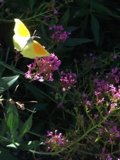 Location jardin potager
