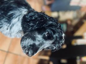 Service chien