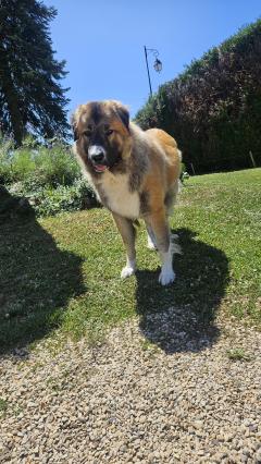 Service chien