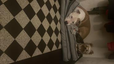 Service garde animaux