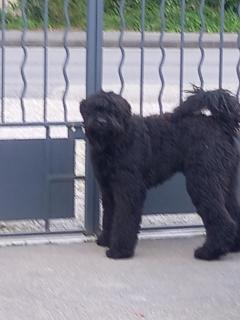 Service chien