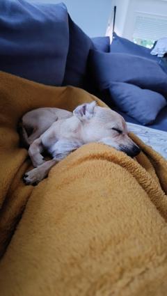 Service chien