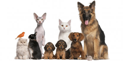 Service garde animaux