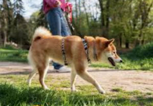Service promeneur chien