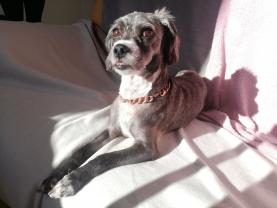 Service garde animaux