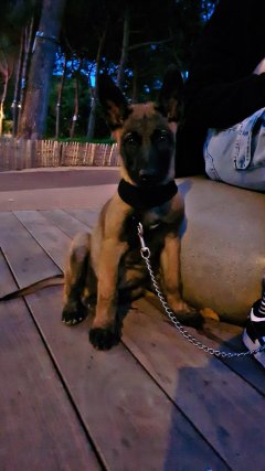 Service chien