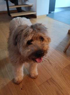 Service chien