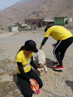 Service garde animaux