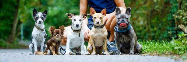 Service chien