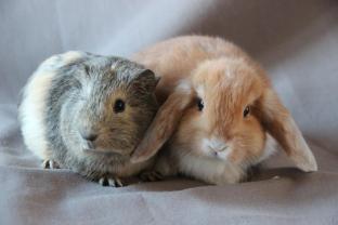 Service garde lapin