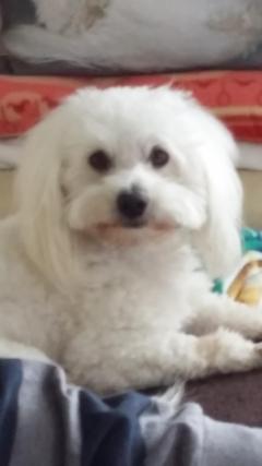 Service chien