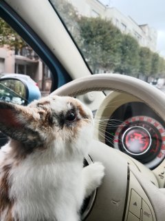 Service garde animaux